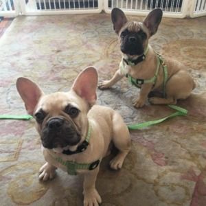 Meet your Posher, Susan